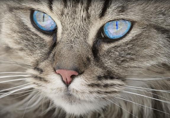 Wenn die Katze niest, schnarcht oder keine Luft mehr bekommt, können das Anzeichen für eine Ansteckung mit dem Sars-CoV-2-Virus sein.