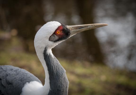 Weißnackenkraniche leben in monogamen Beziehungen. Ihre Duettgesänge dienen der Paarbindung und der Abgrenzung ihres Brutreviers, Foto: Erhard Heiden
