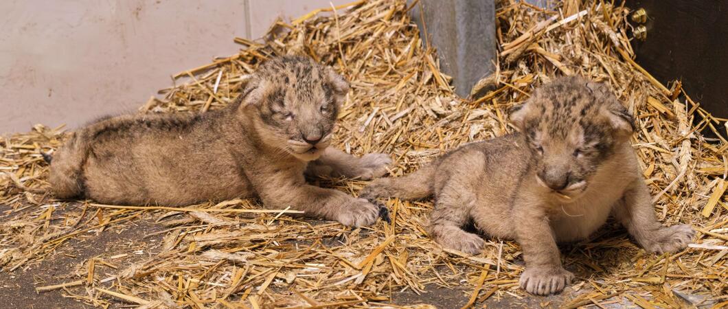 Nachwuchs der Asiatischen Löwen (Panthera leo persica) im Zoo Schwerin, Foto: Zoo Schwerin