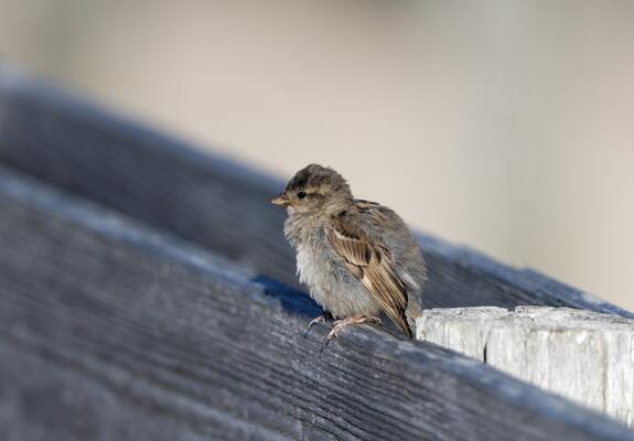 Eine junge Amsel sitzt auf dem Boden. Ihr Gefieder ist noch völlig zerzaust. Sie ruft kläglich nach ihren Eltern, die scheinbar nicht in der Nähe sind. Der Anblick ist herzzerreißend und löst bei vielen Menschen unweigerlich den Helferinstinkt aus.