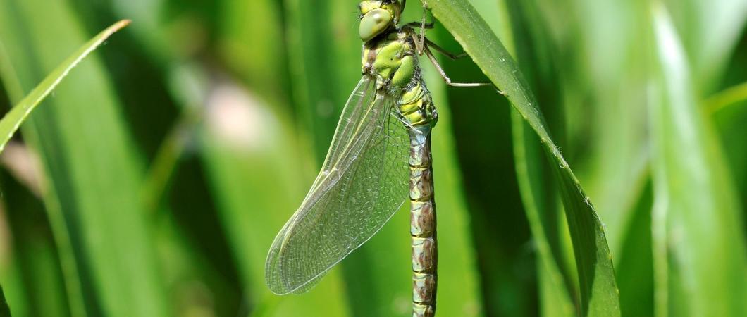 Im kommenden Herbst/Winter werden an einem Soll auf den Naturschutzausgleichsflächen zwischen Lankow und Neumühle im Rahmen einer Artenschutzmaßnahme zwei große Weiden gefällt.