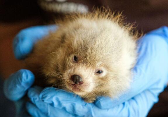 Dem jungen Roten Panda im Schweriner Zoo geht es gut, Foto: Zoo Schwerin