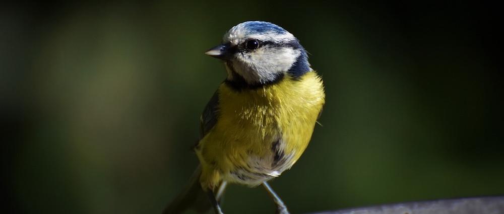 NABU ruft zur bundesweiten Vogelzählung vom 10. bis 12. Januar 2020 auf