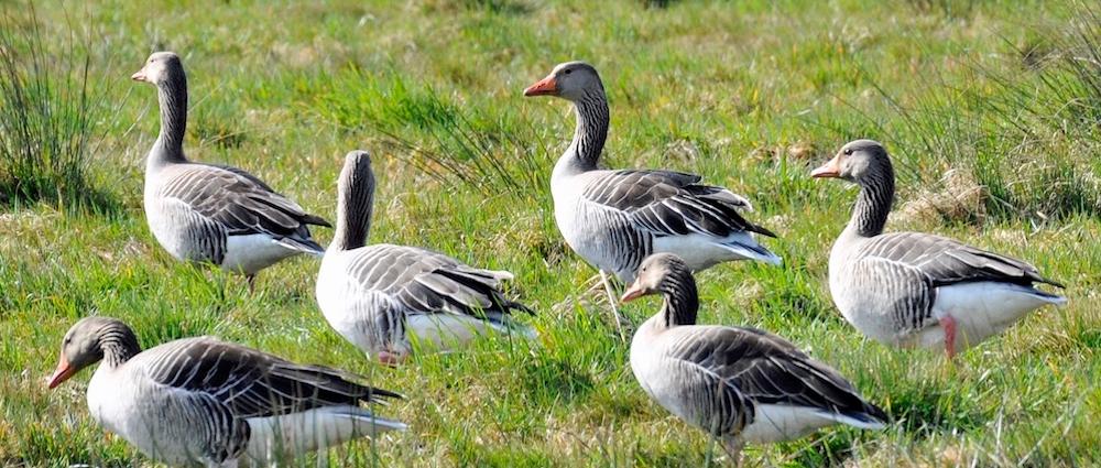 Zum Schutz der Graugänse und ihrer Jungtiere wird über die neue Landschaftsschutzgebietsverordnung „Schweriner Innensee, Ziegelaußensee und Medeweger See“ eine Wiese am Ziegelaußensee für den Zeitraum 1. April bis 30. Juni gesperrt.