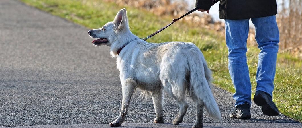 Die Hundemarken aus Metall werden ersetzt durch einen Besteuerungsausweis
