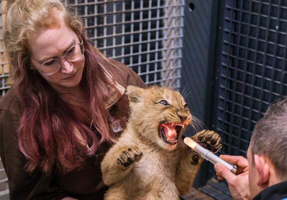 Tarak bei der Untersuchung durch den Tierarzt