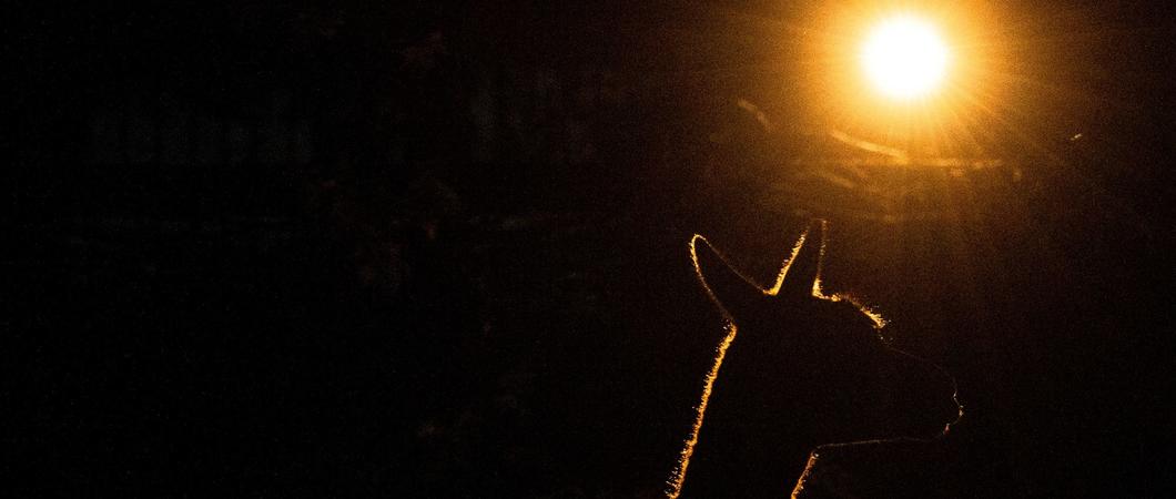 Am kommenden Samstag, den 19. Juni 2021 geht es endlich wieder los: zur schönsten Zeit in den Zoo und die volle Aufmerksamkeit der Tiere genießen!