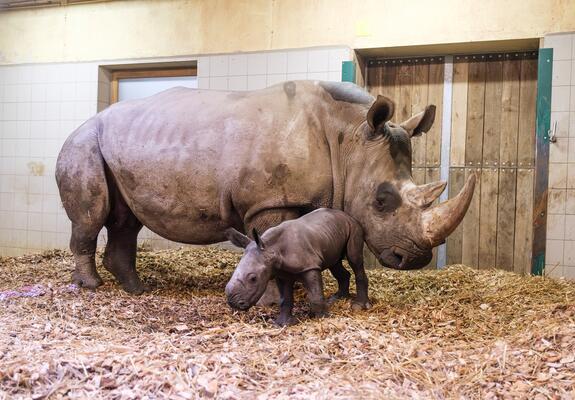 Am Morgen des 15.08.2023 um Punkt 7:30 Uhr kam erstmals ein Südliches Breitmaulnashorn im Schweriner Zoo und damit auch in Mecklenburg-Vorpommern auf die Welt.