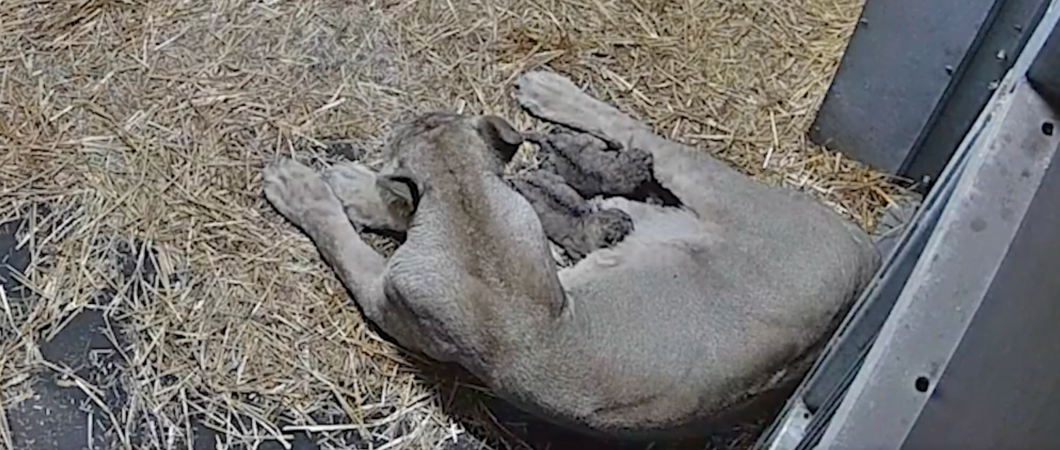 Am Abend des 14. November 2023 brachte die Asiatische Löwin „Indi“ zwei Welpen im Zoo Schwerin zur Welt.