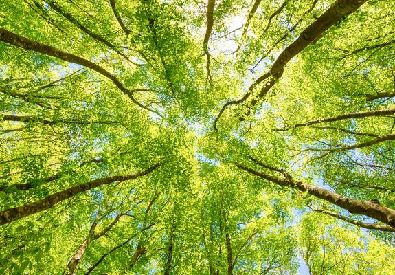 Das Maßnahmenpaket für mehr Klimaschutz in Deutschland wurde in den vergangenen Monaten viel besprochen. Zum 1. Januar 2021 tritt die neue CO2-Abgabe auf fossile Brennstoffe in Kraft.