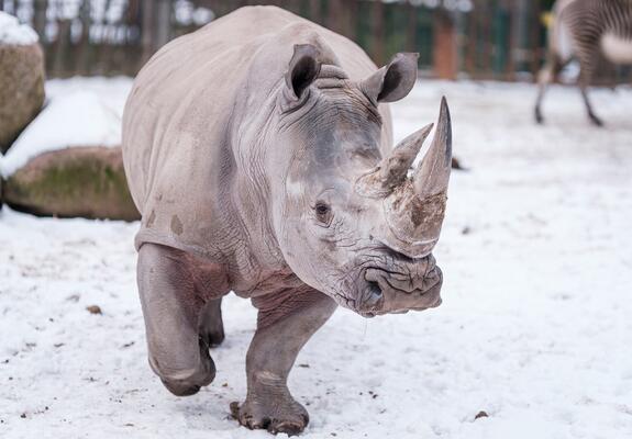 Herbstliche Spaziergänge und Wintersafaris im Schweriner Zoo