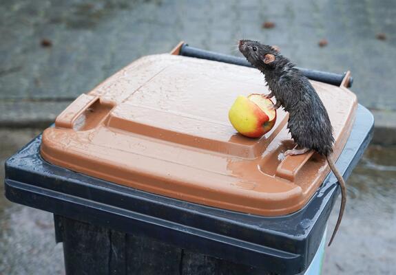Ratten gelten als scheue und überwiegend nachtaktive Tiere. Dennoch sind in den Stadtteilen Krebsförden und Großer Dreesch in den vergangenen Wochen vermehrt tagsüber Tiere gesichtet worden