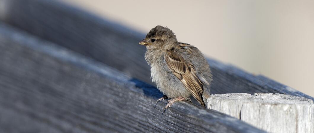 Eine junge Amsel sitzt auf dem Boden. Ihr Gefieder ist noch völlig zerzaust. Sie ruft kläglich nach ihren Eltern, die scheinbar nicht in der Nähe sind. Der Anblick ist herzzerreißend und löst bei vielen Menschen unweigerlich den Helferinstinkt aus.