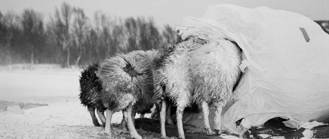 Die Ausstellung mit norwegischen Fotografien ist im Kulturforum zu sehen, Foto: Inge Alette Mæhlum