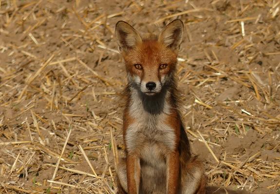 Durch milde Winter, ein überreiches Nahrungsangebot und gute Versteckmöglichkeiten wie beispielsweise in verlassenen Häusern, Kleingärten oder verwilderten Ecken, haben sich einige Tierarten auch in der Landeshauptstadt angesiedelt und vermehren sich star
