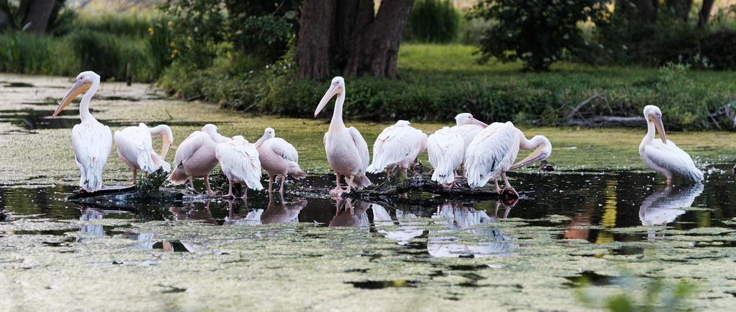 Die Rosepelikane auf der Teichanlage. Bei einem Tier wurde der Vogelgrippeerreger festgestellt
