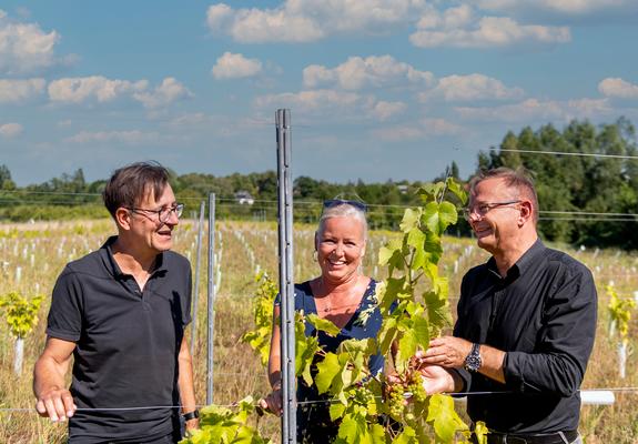 Wirtschaftsdezernent Bernd Nottebaum (l.) und Weinliebhaber Diana und Axel Kämmerer freuen sich über den Weinanbau auf der Halbinsel Krösnitz, Foto: maxpress