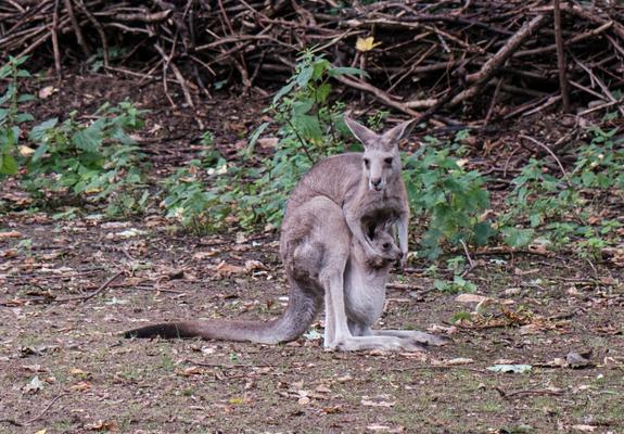Der Schweriner Zoo konnte im letzten Jahr den Nachwuchs von drei Kängurujungtieren verzeichnen. Dies Festzustellen ist bei Beuteltieren nicht immer einfach.