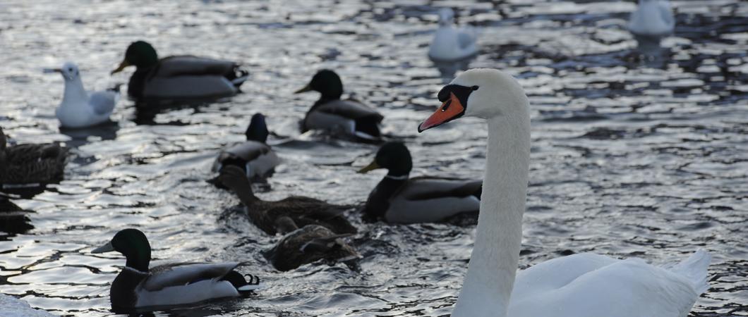 In sogenannten Risikogebieten der Landeshauptstadt Schwerin darf Geflügel ab heute (18.11.2020) nicht mehr ungeschützt im Freien gehalten werden.