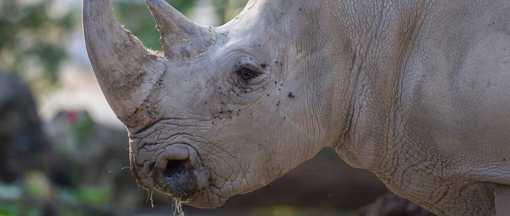 Rund um den Weltnashorntag am 22. September sammelt der Zoo Schwerin Spenden für die Organisation Save the Rhino.