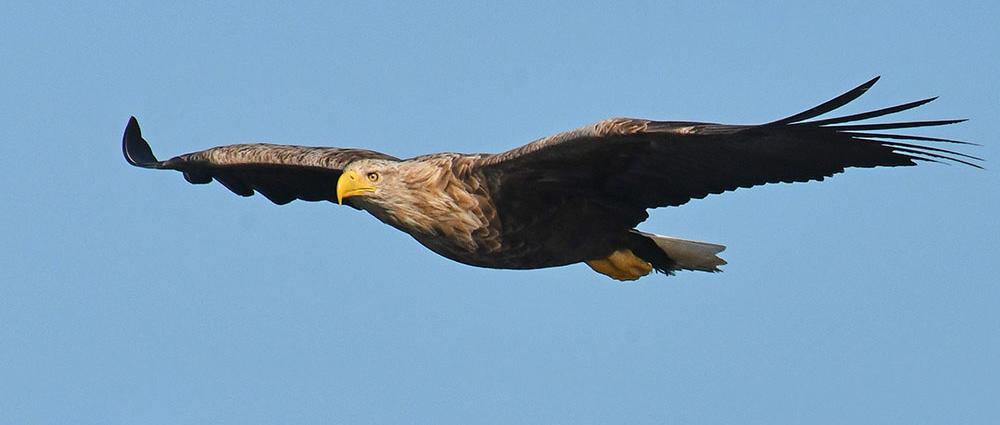 Seeadler nisten schon einige Jahre auf Kaninchenwerder und am Medeweger See