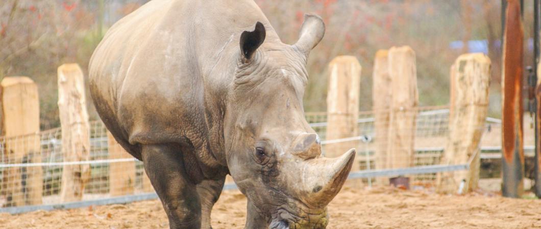 Das Bundesinfektionsschutzgesetz sieht die Vorlage eines negativen Corona-Testes für den Zoobesuch vor, sollte sich der lokale Inzidenzwert oberhalb der 100er Marke bewegen.