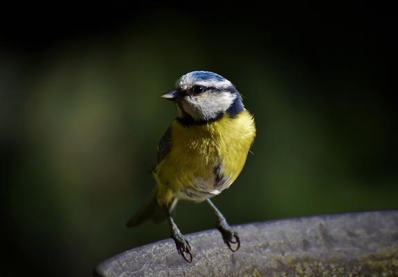 NABU ruft zur bundesweiten Vogelzählung vom 10. bis 12. Januar 2020 auf