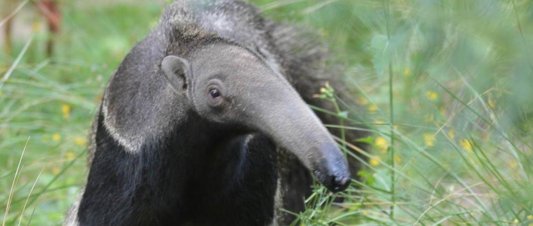 Bewohner des Südamerikahauses, wie dem Großen Ameisenbären, sind für Besucher weiterhin auf ihren Außenanlagen zu sehen, Foto: Zoologischer Garten Schwerin