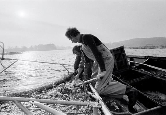 Knapp 200 Tonnen Speiseforellen wurden in den 1980er Jahren in der Mueßer Bucht produziert und geerntet, Foto: Wolfried Pätzold, 1982, Fotoarchiv Freilichtmuseum Schwerin-Mueß