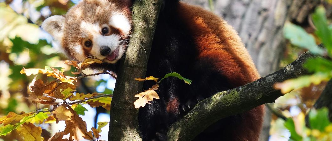 Katzenbärin „Nila“ erkundet ihr neues Gehege im Schweriner Zoo, Foto: Zoologischer Garten Schwerin