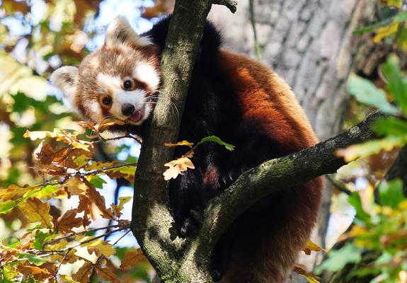 Katzenbärin „Nila“ erkundet ihr neues Gehege im Schweriner Zoo, Foto: Zoologischer Garten Schwerin