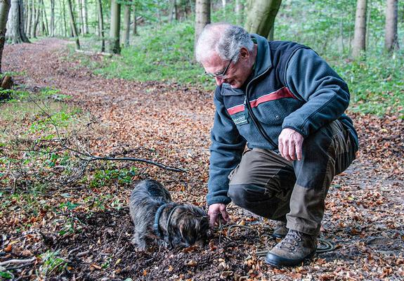 Revierförster Dietmar Beier und Hündin Anja haben frische Wildschwein-Spuren entdeckt