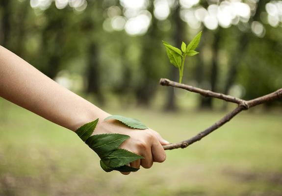 Die Stadtwerke Schwerin setzen sich für nachhaltigen Natur- und Klimaschutz ein