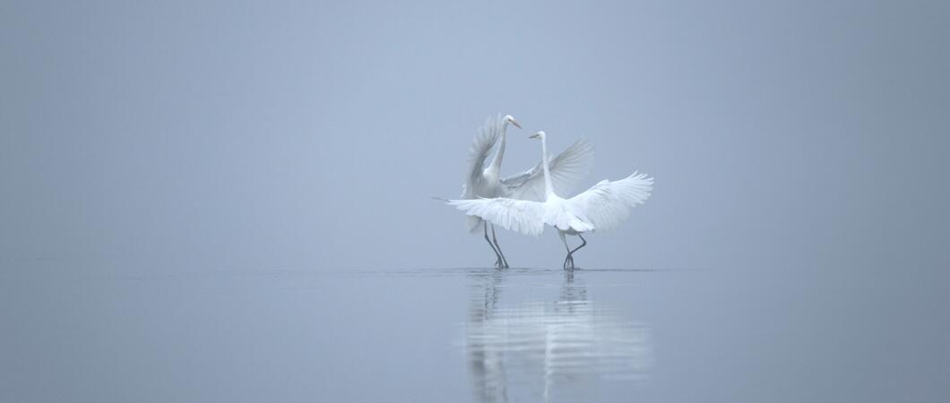 Die besondere Schönheit der Natur wie auch ihre Verwundbarkeit stehen im Mittelpunkt der Ausstellung „Fotografie und Lyrik“, die die Stiftung Mecklenburg und das Kulturforum Schleswig-Holstein-Haus Schwerin am Sonntag eröffnet