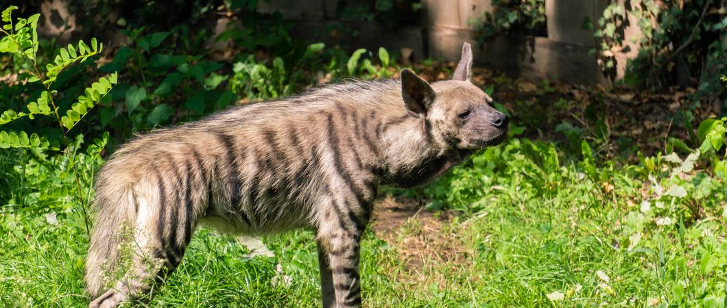 Zwei Streifenhyänen leben im Schweriner Zoo, Foto: Zoologischer Garten Schwerin