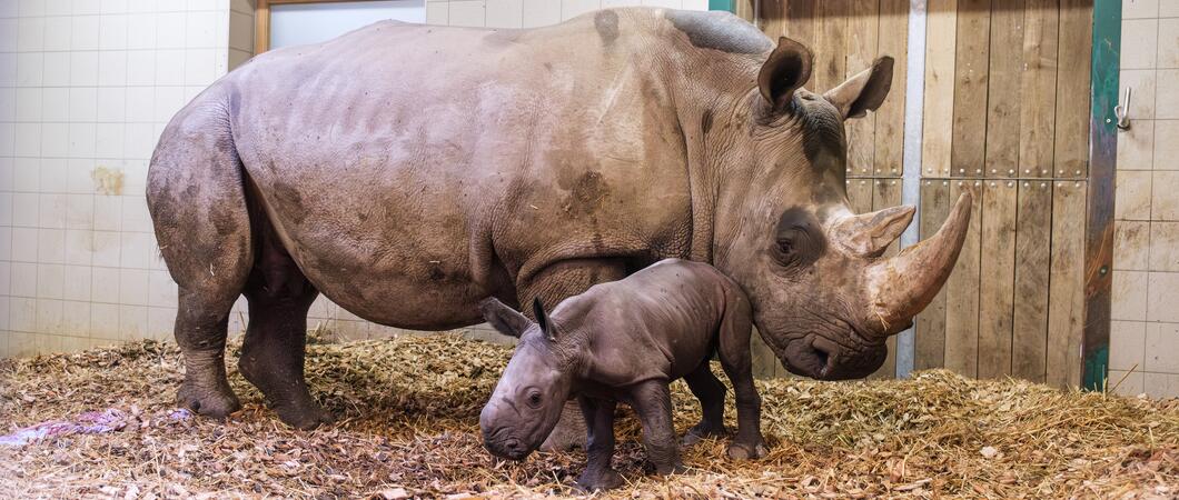 Am Morgen des 15.08.2023 um Punkt 7:30 Uhr kam erstmals ein Südliches Breitmaulnashorn im Schweriner Zoo und damit auch in Mecklenburg-Vorpommern auf die Welt.