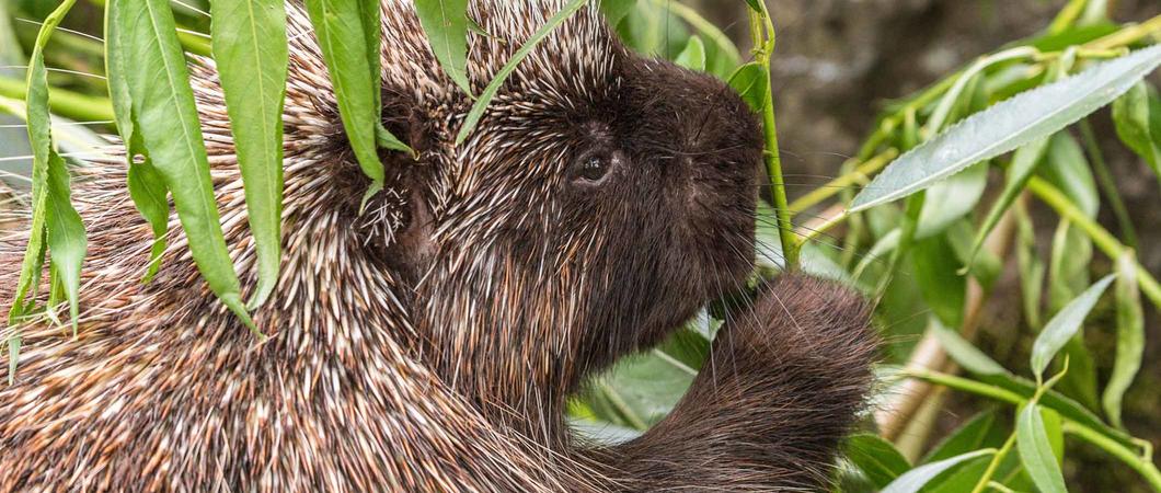 Ob Bürstenschwanzrattenkänguru, Kirk-Dikdik oder Rothaubenturako – sie alle sind liebens- und vor allem schützenswert.