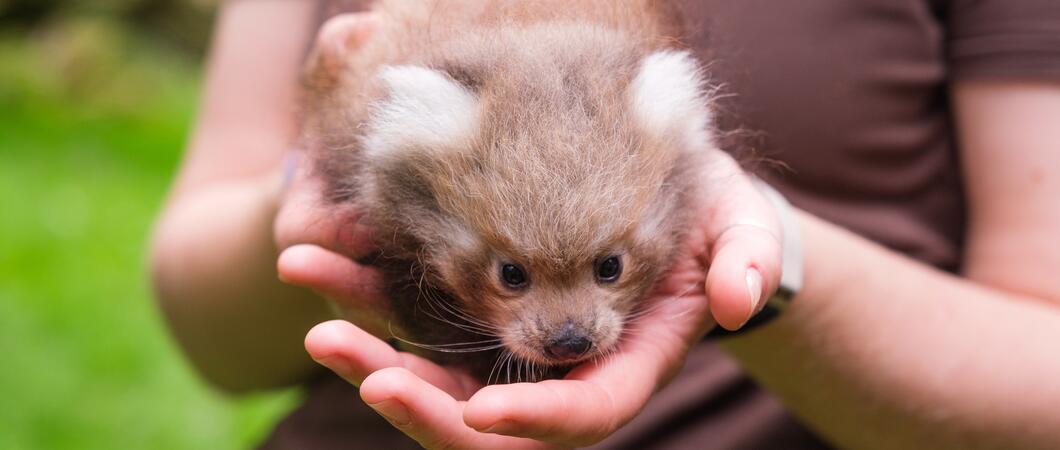 Zootierpflegerin Nikolina Rupic prüfte regelmäßig die Gewichtszunahme des Jungtieres, Foto: Zoologischer Garten Schwerin/Sven P. Peter