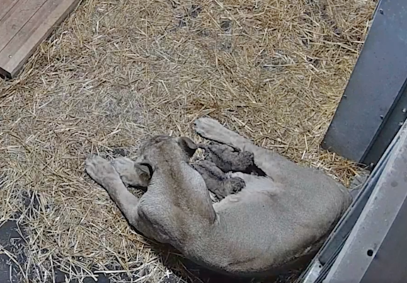 Am Abend des 14. November 2023 brachte die Asiatische Löwin „Indi“ zwei Welpen im Zoo Schwerin zur Welt.