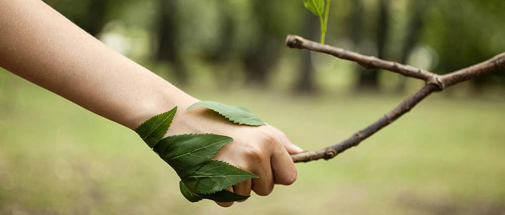 Die Stadtwerke Schwerin setzen sich für nachhaltigen Natur- und Klimaschutz ein