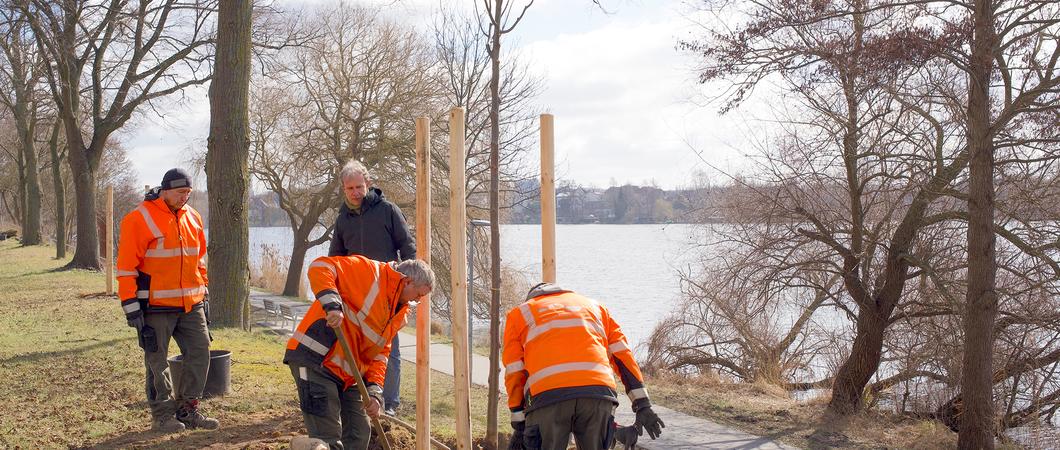 Eine Stadt ohne Bäume – das wäre nicht nur trist, sondern ist schlichtweg unvorstellbar. Wie gut, dass der SDS für regelmäßige Neupflanzungen sorgt, wenn aus Gründen der Verkehrssicherheit alte oder kranke Bäume gefällt werden