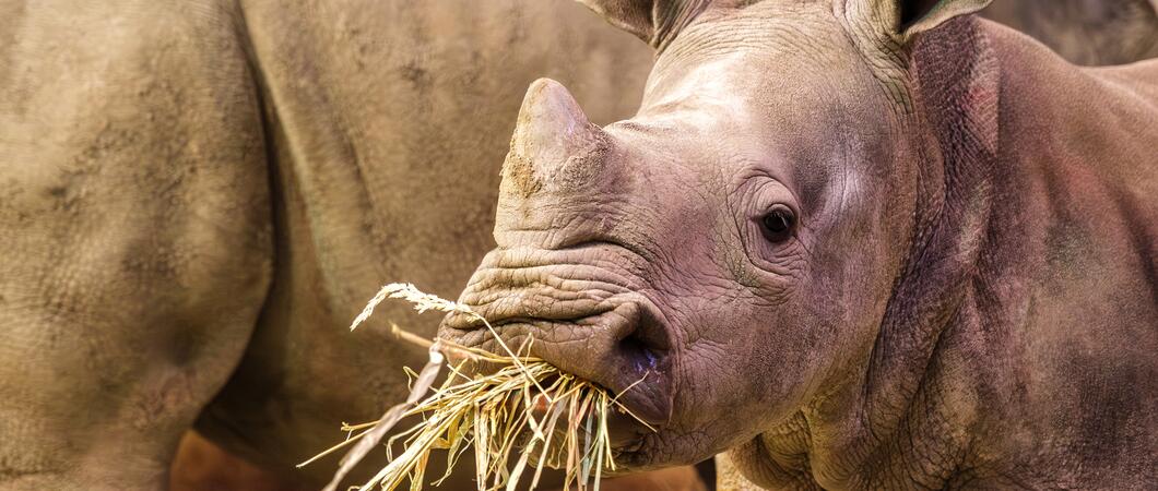 Das Nashorn „Kiah“ blickt Besuchern neuerdings nicht nur im Schweriner Zoo entgegen, sondern auch von der Fassade des Hochhauses in der Anne-Frank-Straße 46/47.