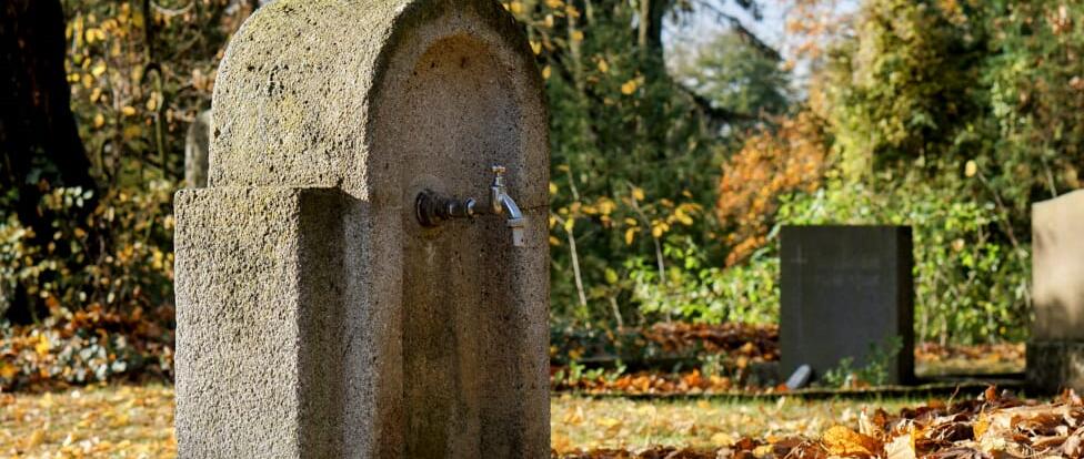 Der Frühling zeigt sich von seiner schönen Seite und lässt die ersten Blüten auch auf den Friedhöfen der Landeshauptstadt leuchten