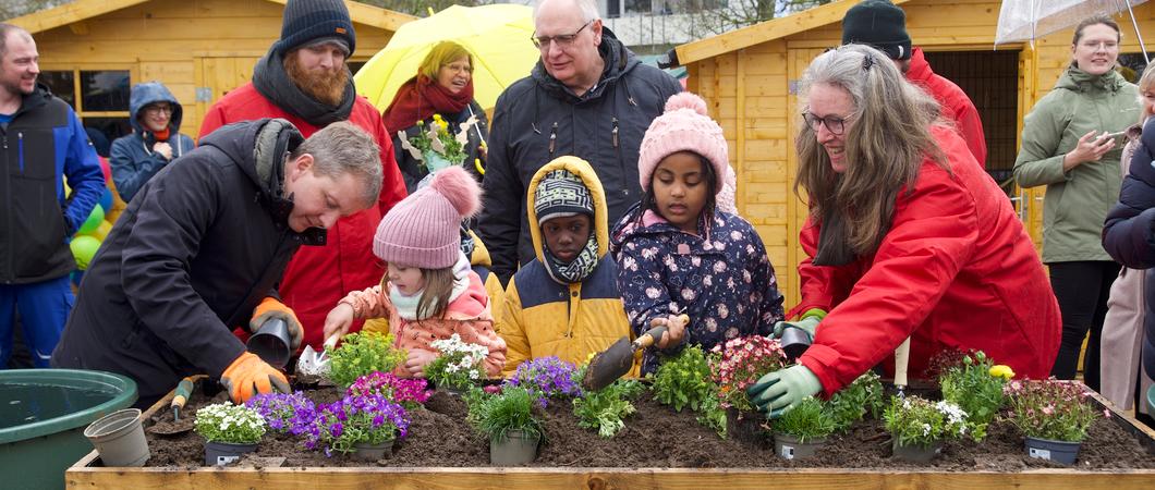 Oberbürgermeister Dr. Rico Badenschier greift zum Spaten, um den mitgebrachten Obstbaum in die Erde zu bringen. Die Kinder der AWO-Kita „Igelkinder“ schauen zu und freuen sich, mit kräftiger Unterstützung aus dem Rathaus, ihr Hochbeet zu bepflanzen.