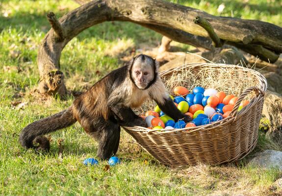 An Ostern verwandelt sich das Zoogelände in eine österlich geschmückte Frühlingslandschaft. Highlights sind die Sonntagsrallye und die Mini-Shetlandpony- und Alpaka-Führungen am Ostermontag.