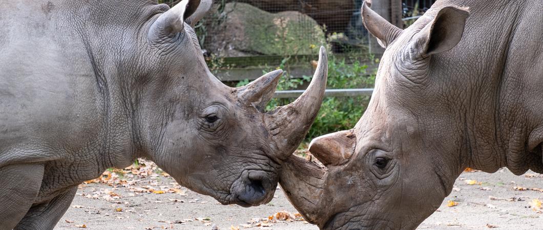 Ein Monat ist vergangen nach Dinos Ankunft in Schweriner Zoo. In den letzten Wochen hat er viel Neues kennengelernt.