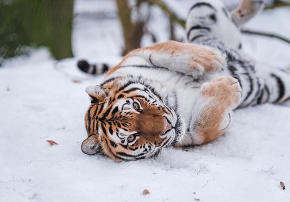 Der Schweriner Zoo beheimatet eine Vielzahl von Tieren aus allen Erdteilen. Sie sind liebens- und vor allem schützenswert.