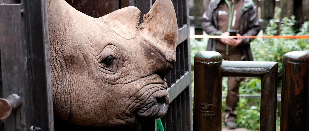 Nashornbulle Dino steckt schon mutig den Kopf aus der Stalltür