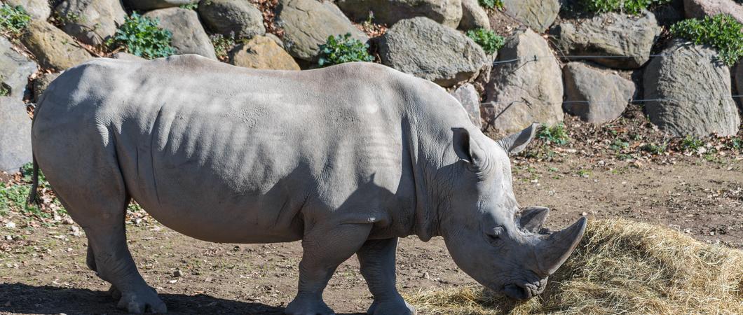 Sie sind bekannt in Schwerin. Als schwerstes Dreiergespann der Stadt sind sie ein Highlight bei jedem Zoobesuch. Meist sieht man sie gemeinsam in der Sonne liegen oder sich über die nächste Heumahlzeit hermachen.
