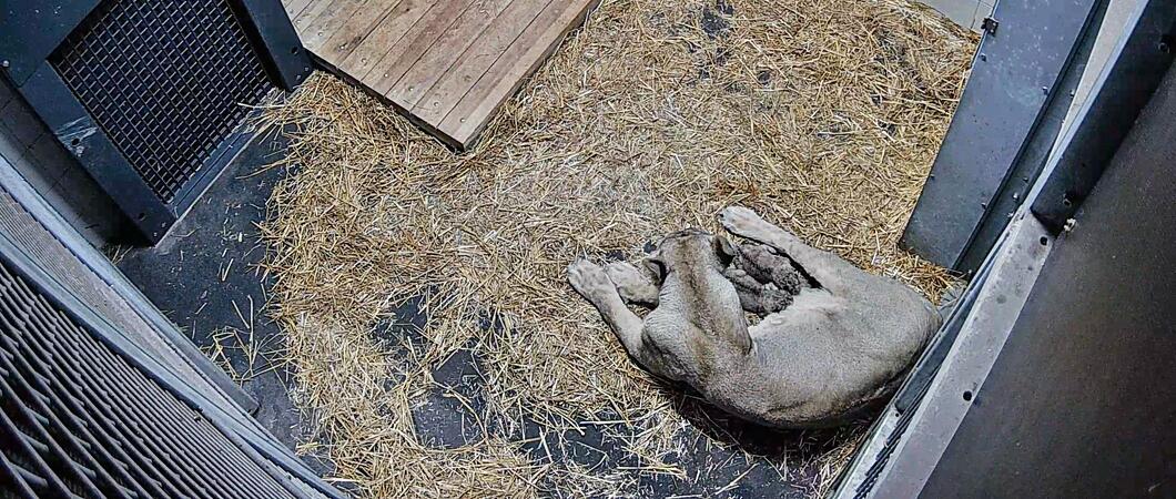 Am Abend des 14. November brachte die Asiatische Löwin „Indi“ zwei Welpen im Zoo Schwerin zur Welt. Mutter wie auch Jungtiere sind wohl auf und befinden sich in der Wurfhöhle außerhalb des für Besucher einsehbaren Bereichs.